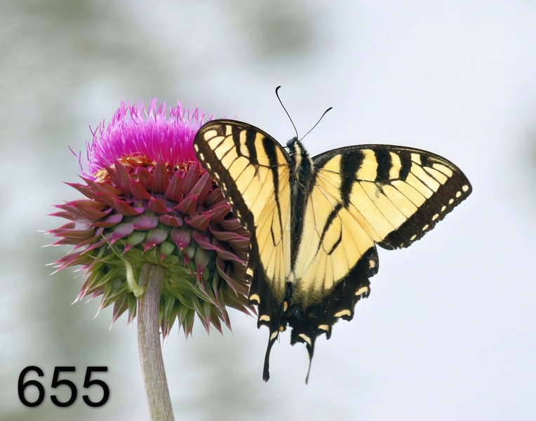 655eastern tiger swallowtail 5-10-17-499x14l.jpg