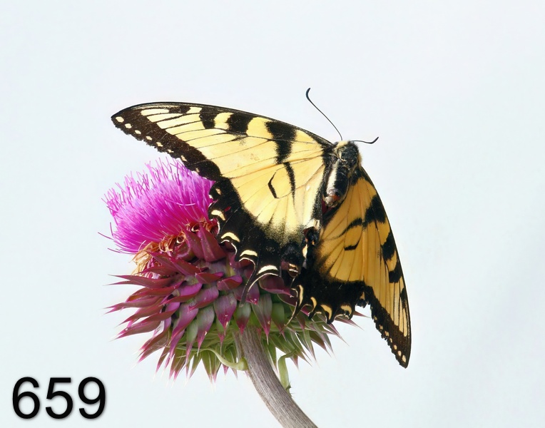 659eastern tiger swallowtail 5-10-17-506x14l.jpg