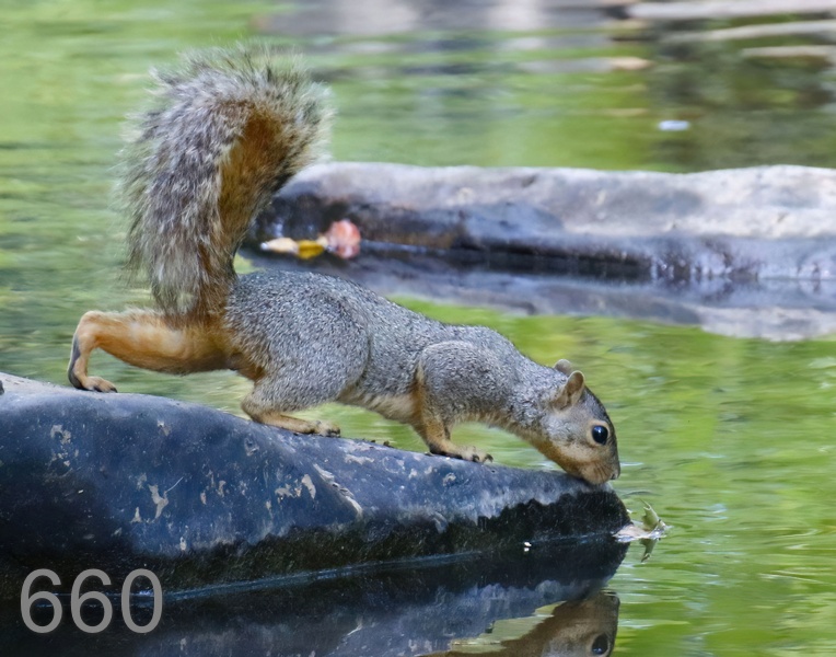660fox squirrel 8-5-17-363x14l.jpg