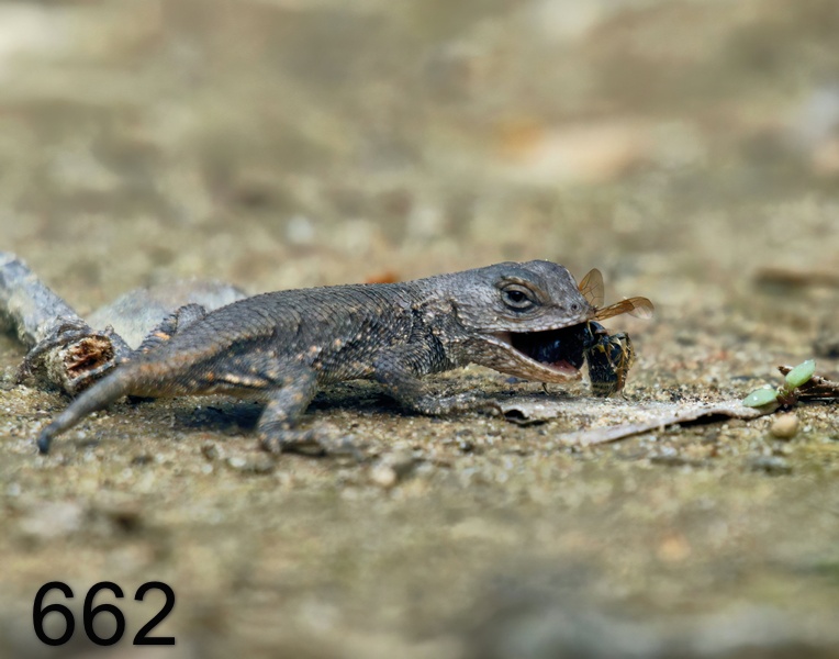 662northern fence lizard 2-27-17-411x14l.jpg