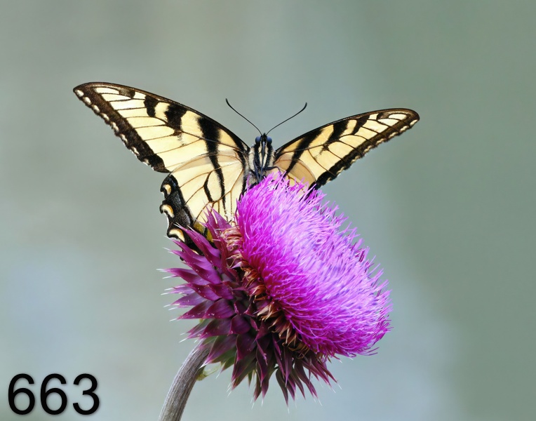 663eastern tiger swallowtail 5-10-17-525x14l.jpg