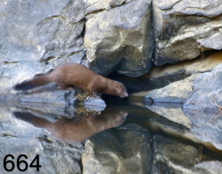 664mink 11-22-17-757x14l.jpg