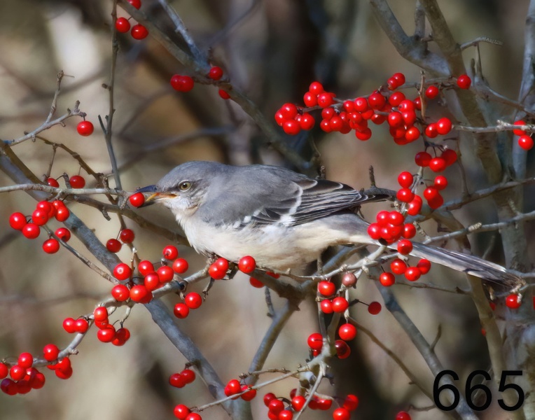 665mockingbird 12-10-17-802x14l.jpg
