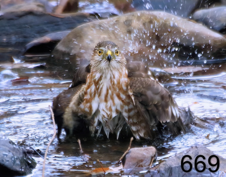 669juvenile sharp-shinned hawk 11-18-17-324x14l.jpg