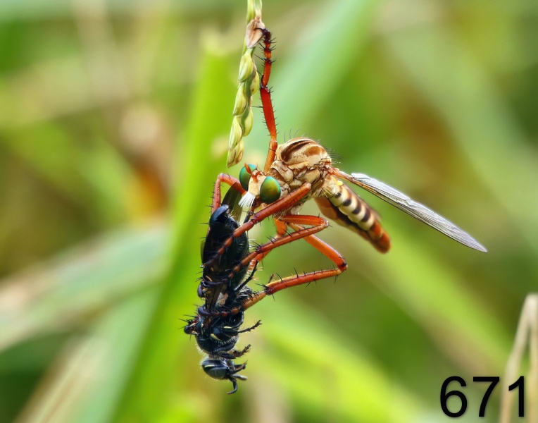 671robber fly 9-5-17-233x14l.jpg