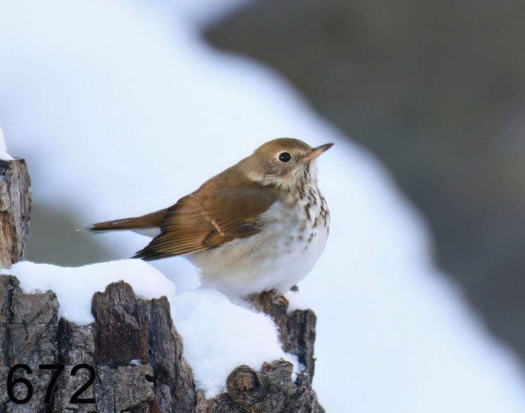 672hermit thrush 1-7-17-295x14l.jpg
