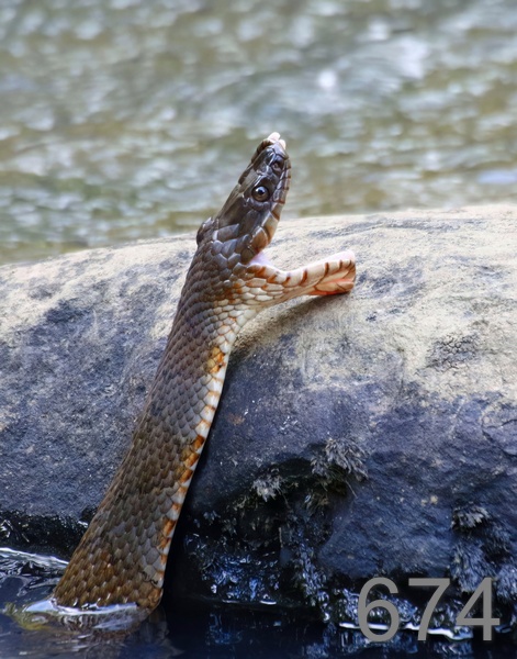 674northern watersnake 8-29-17-013x14lt.jpg