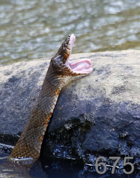 675northern watersnake 8-29-17-014x14lt.jpg