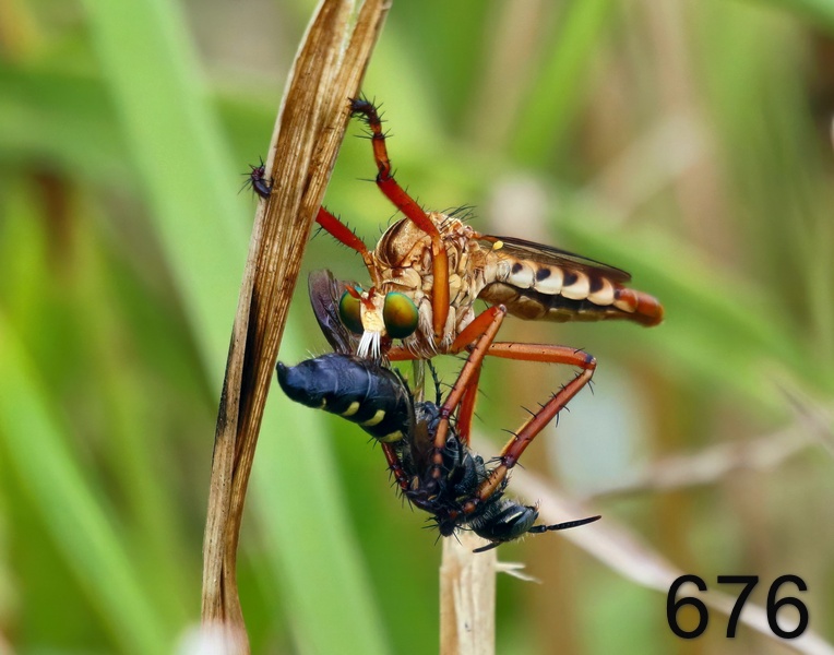 676robber fly 9-5-17-285x14l.jpg