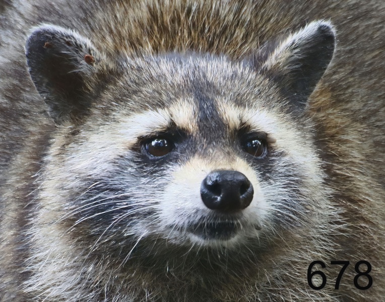 678raccoon 7-15-17-562x14l.jpg