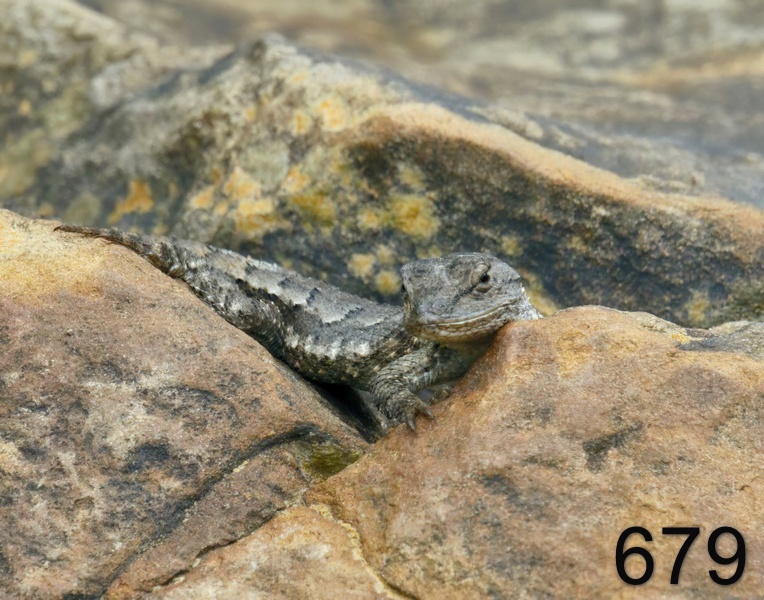 679northern fence lizard 4-21-17-585x14l.jpg