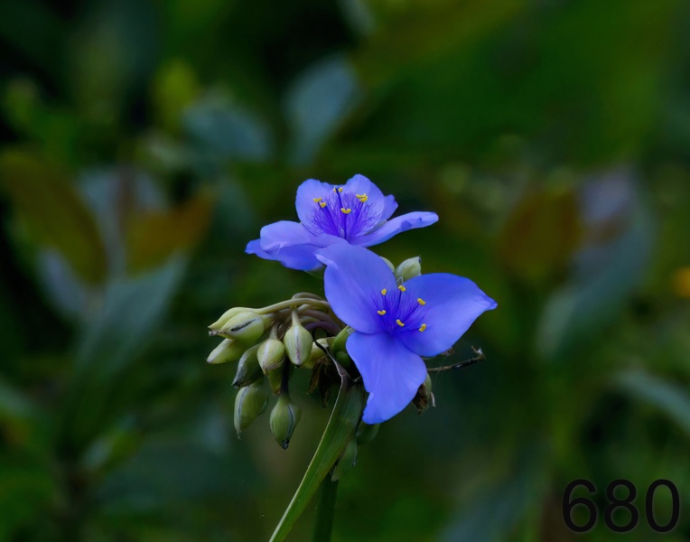 680spiderwort 5-18-17-616x14l.jpg