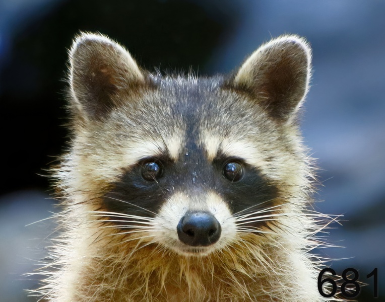 681raccoon 7-22-17-594x14l.jpg