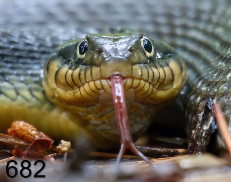 682watersnake 5-20-17-753x14l.jpg