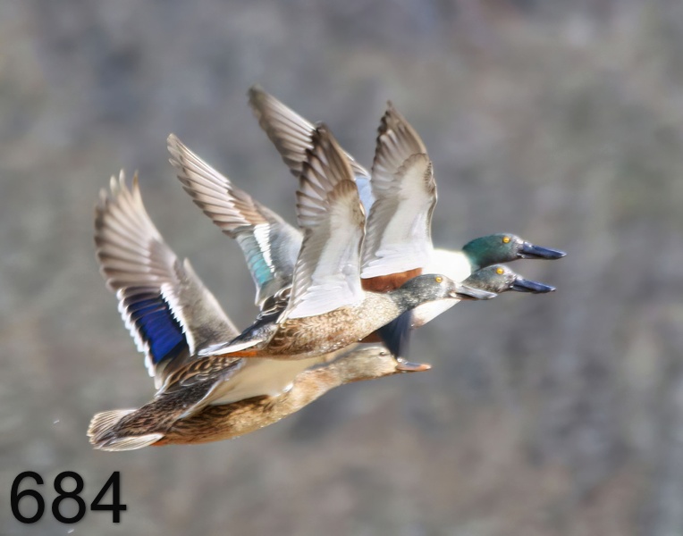 684mallard-northern shovelers 1-1-17-862x14l.jpg