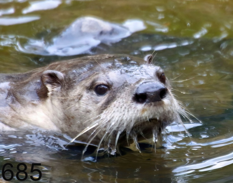 685river otter 12-5-17-468x14l.jpg