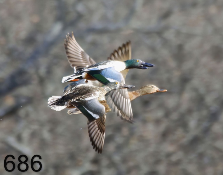 686mallard-northern shovelers 1-1-17-858x14l.jpg