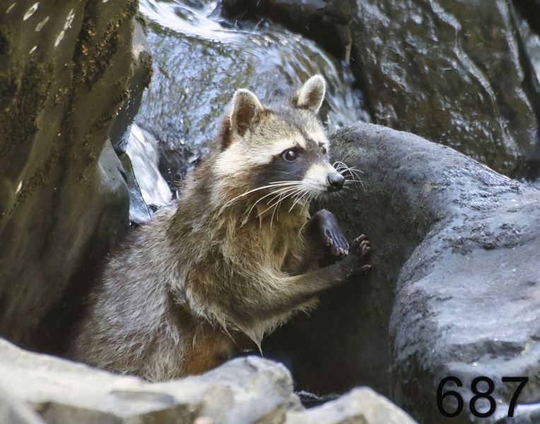 687raccoon 7-22-17-417x14l.jpg