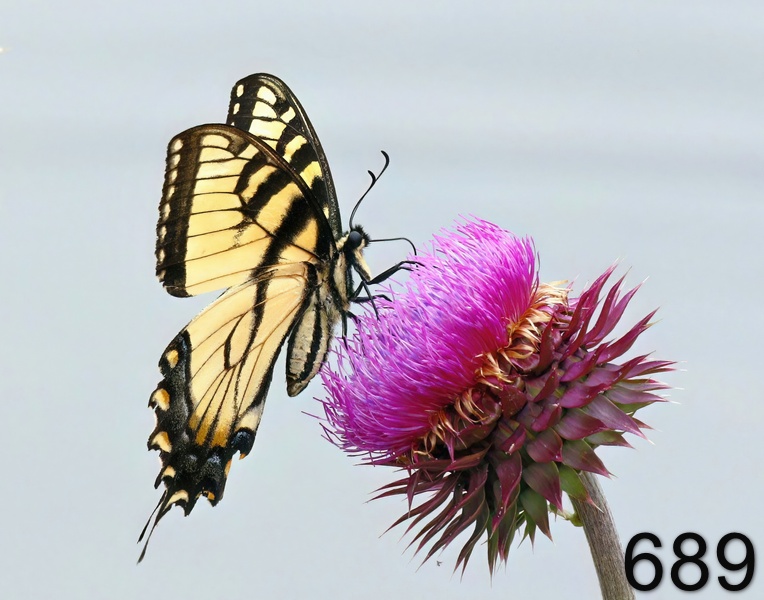 689eastern tiger swallowtail 5-10-17-629x14l.jpg