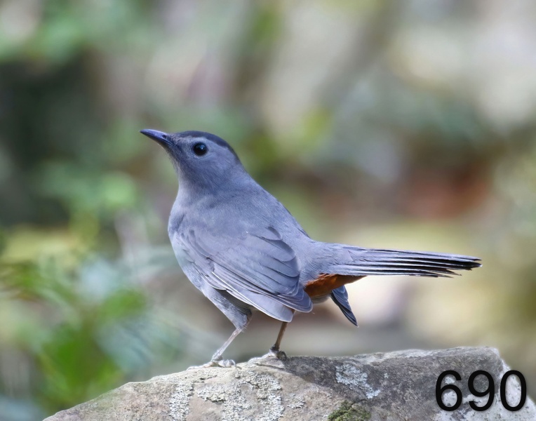 690gray catbird 9-29-17-997x14l.jpg