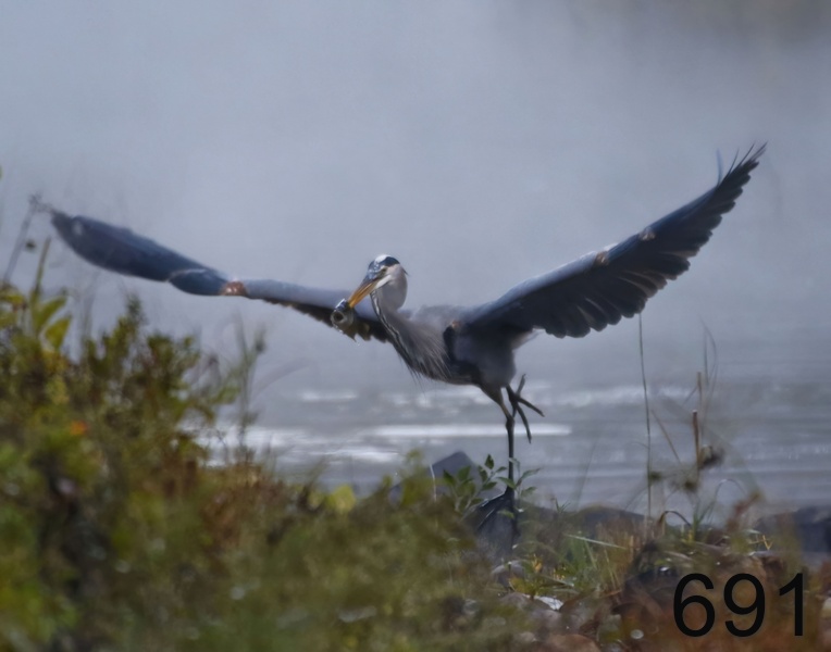 691great blue heron 10-23-17-039x14l.jpg