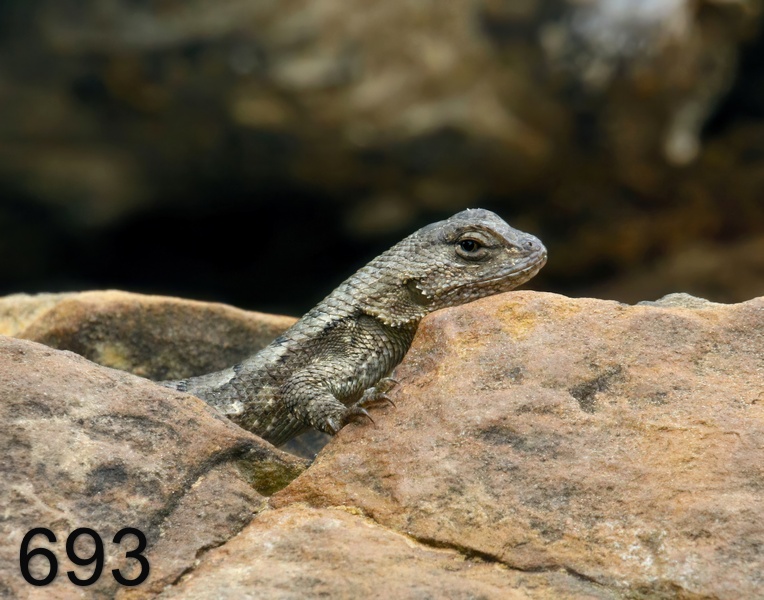 693northern fence lizard 4-21-17-589x14l.jpg