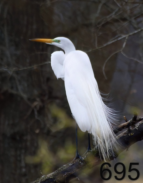 695great egret 3-17-17-709x14lt.jpg