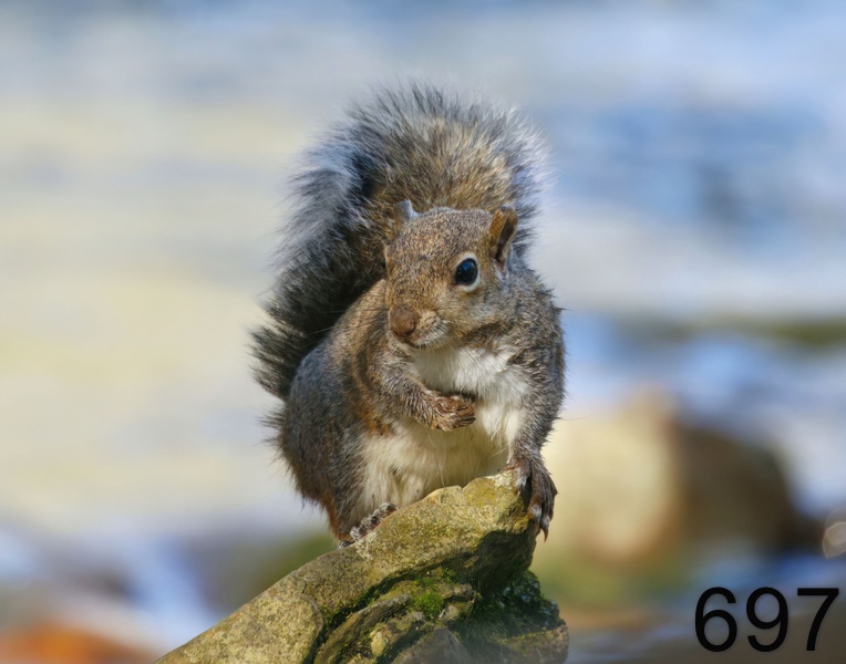 697gray squirrel 4-6-17-947x14l.jpg