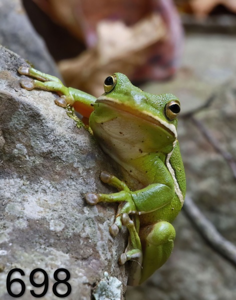698green treefrog 9-27-17-270x14lt.jpg