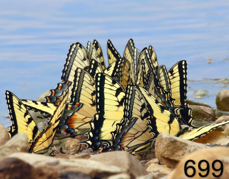 699eastern tiger swallowtails  3-22-17-582x14l.jpg