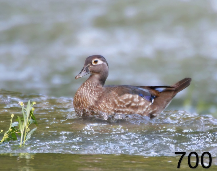 700wood duck 5-3-17-043x14l.jpg