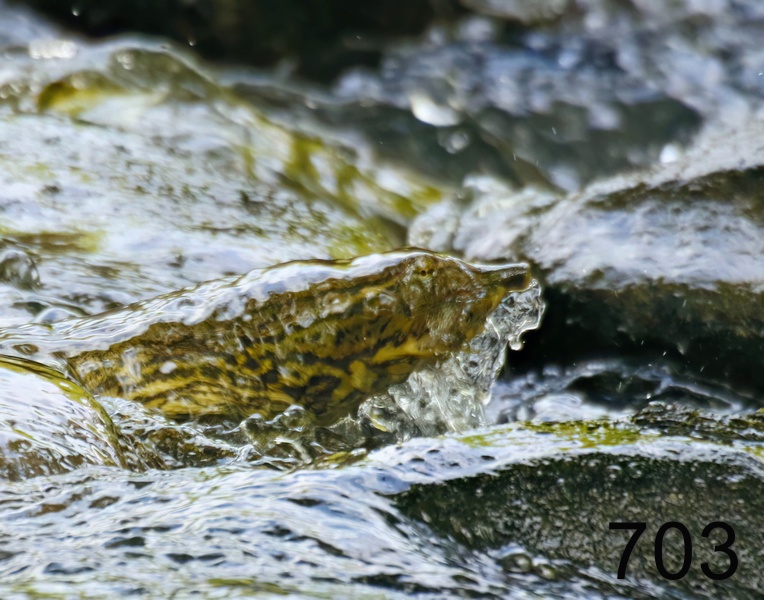 703spiny softshell 6-2-17-201x14l.jpg