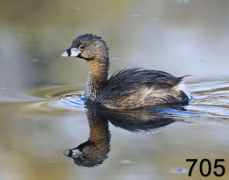 705pied-billed grebe 3-28-17-468x14l.jpg