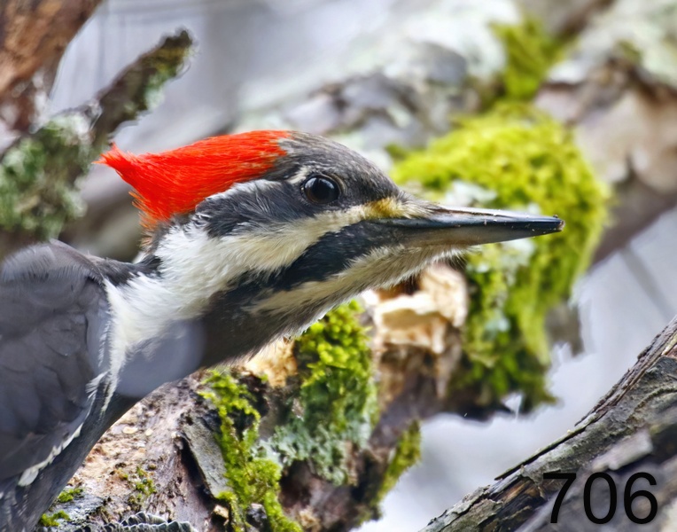 706pileated woodpecker 12-20-17-400x14l.jpg