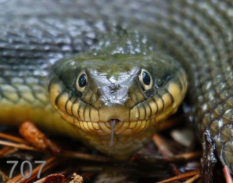 707watersnake 5-20-17-742x14l.jpg