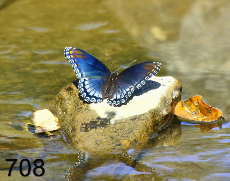 708red-spotted purple 9-17-17-656x14l.jpg