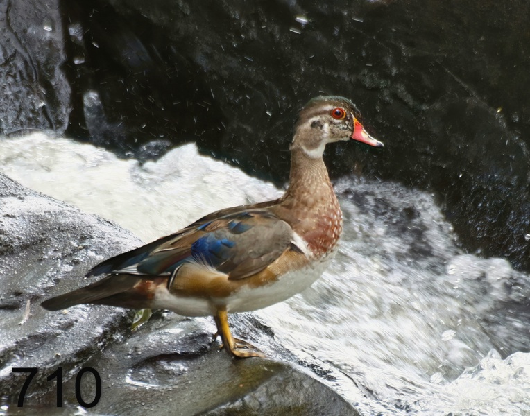 710wood duck 8-28-17-261x14l.jpg