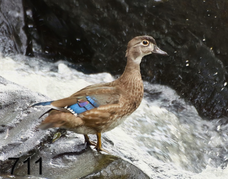 711wood duck 8-28-17-299x14l.jpg