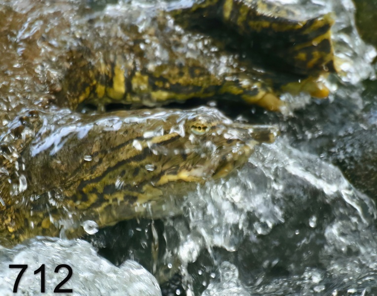 712spiny softshell 6-2-17-290x14ll.jpg