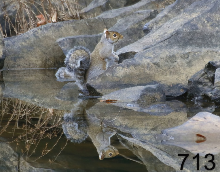 713gray squirrel 12-18-17-555x14l.jpg