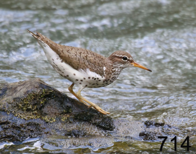 714spotted sandpiper 5-23-17-299x14l.jpg