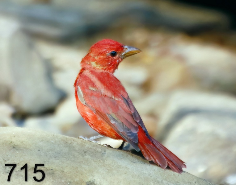 715summer tanager 9-4-17-926x14l.jpg