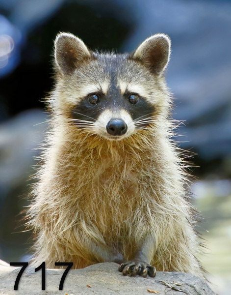 717raccoon 7-22-17-594x14lt.jpg