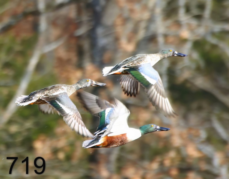 719northern shovelers 1-1-17-854x14l.jpg