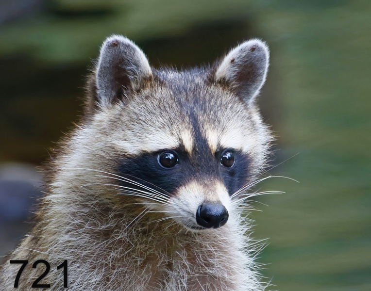 721raccoon 8-1-17-935x14l.jpg