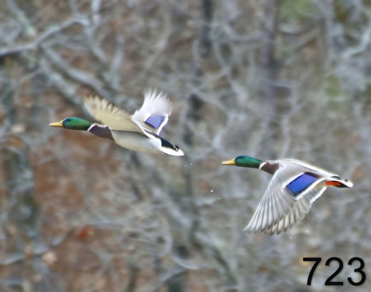 723mallards 12-28-17-818x14l.jpg
