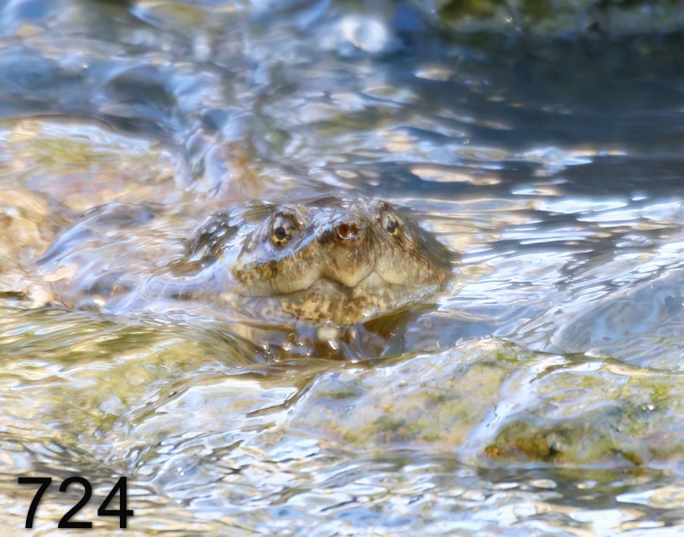 724eastern snapper 4-6-17-102x14l.jpg