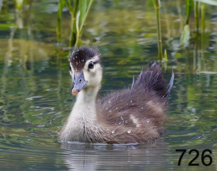 726wood duck 5-10-17-219x14l.jpg