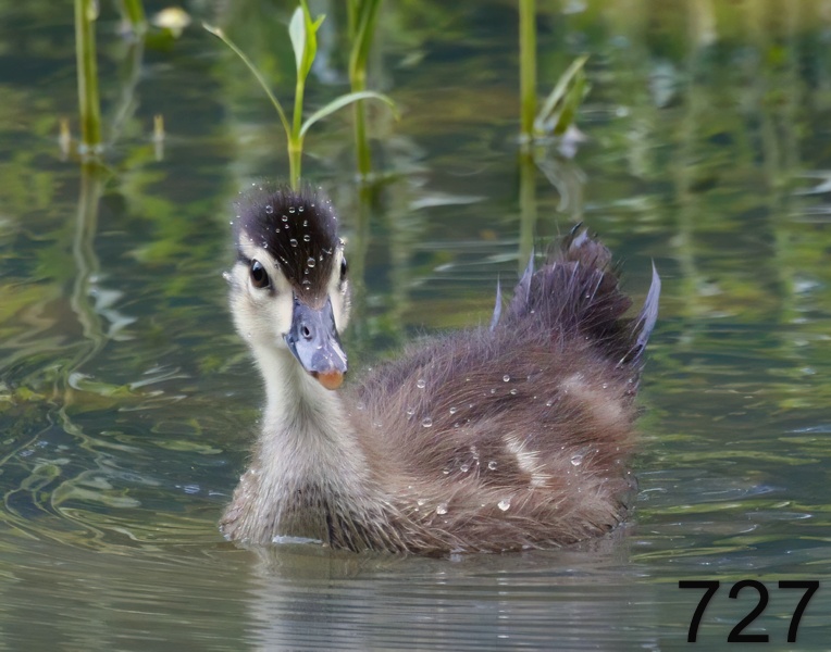 727wood duck 5-10-17-223x14l.jpg