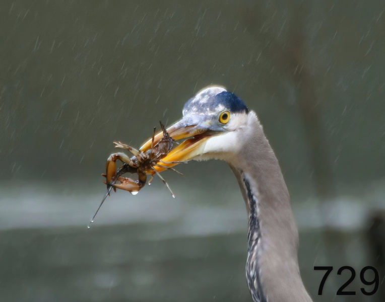 729great blue heron 1-22-17-868x14l.jpg